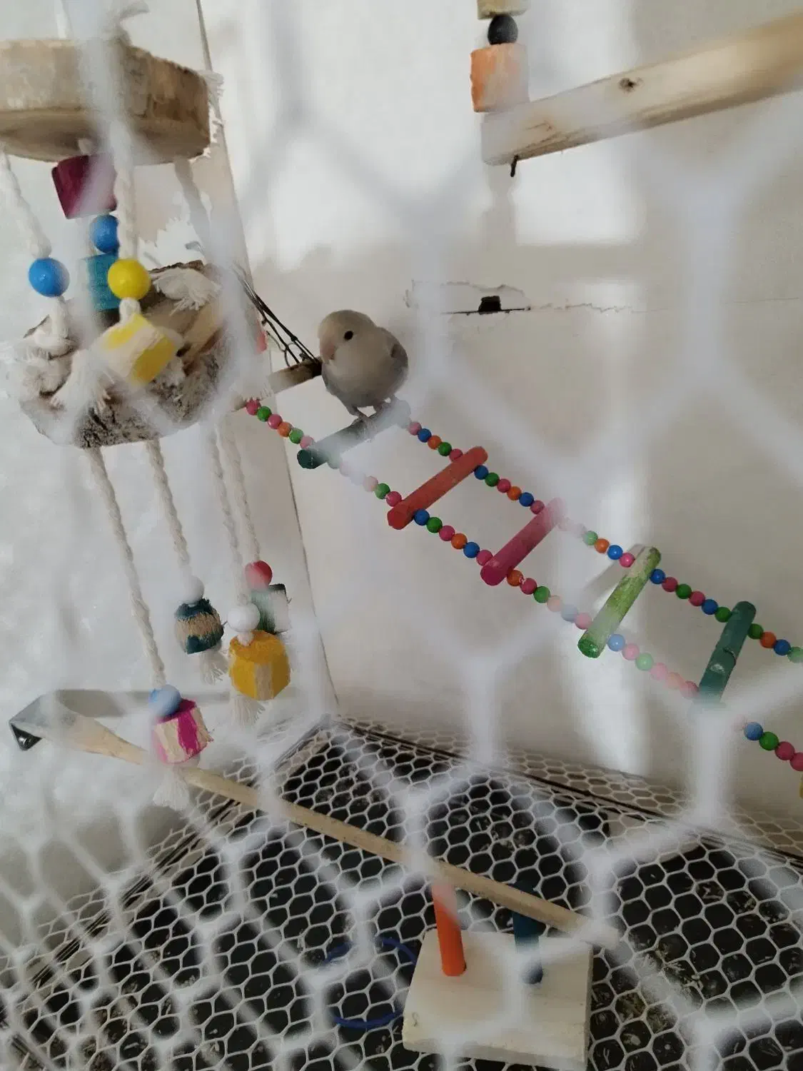 طوطی برزیلی|پرنده|ارومیه, |دیوار