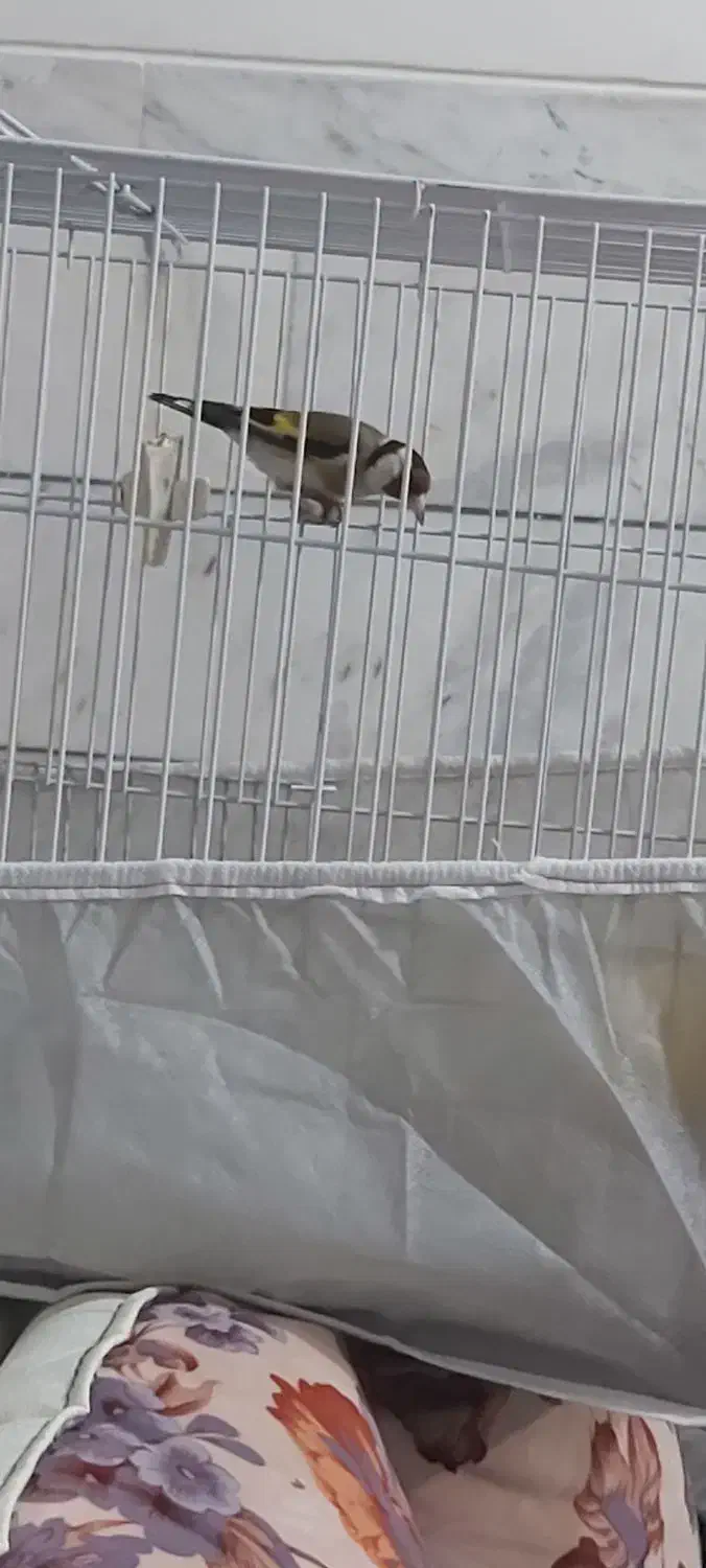 سهره اسطوره دهن لر|پرنده|کرمان, |دیوار