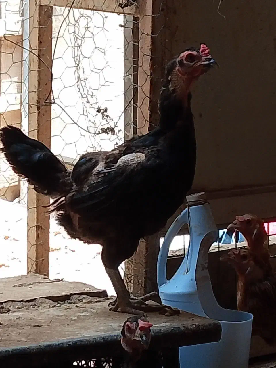 تخم مرغ. مرغ سیاه|حیوانات مزرعه|زاهدان, |دیوار