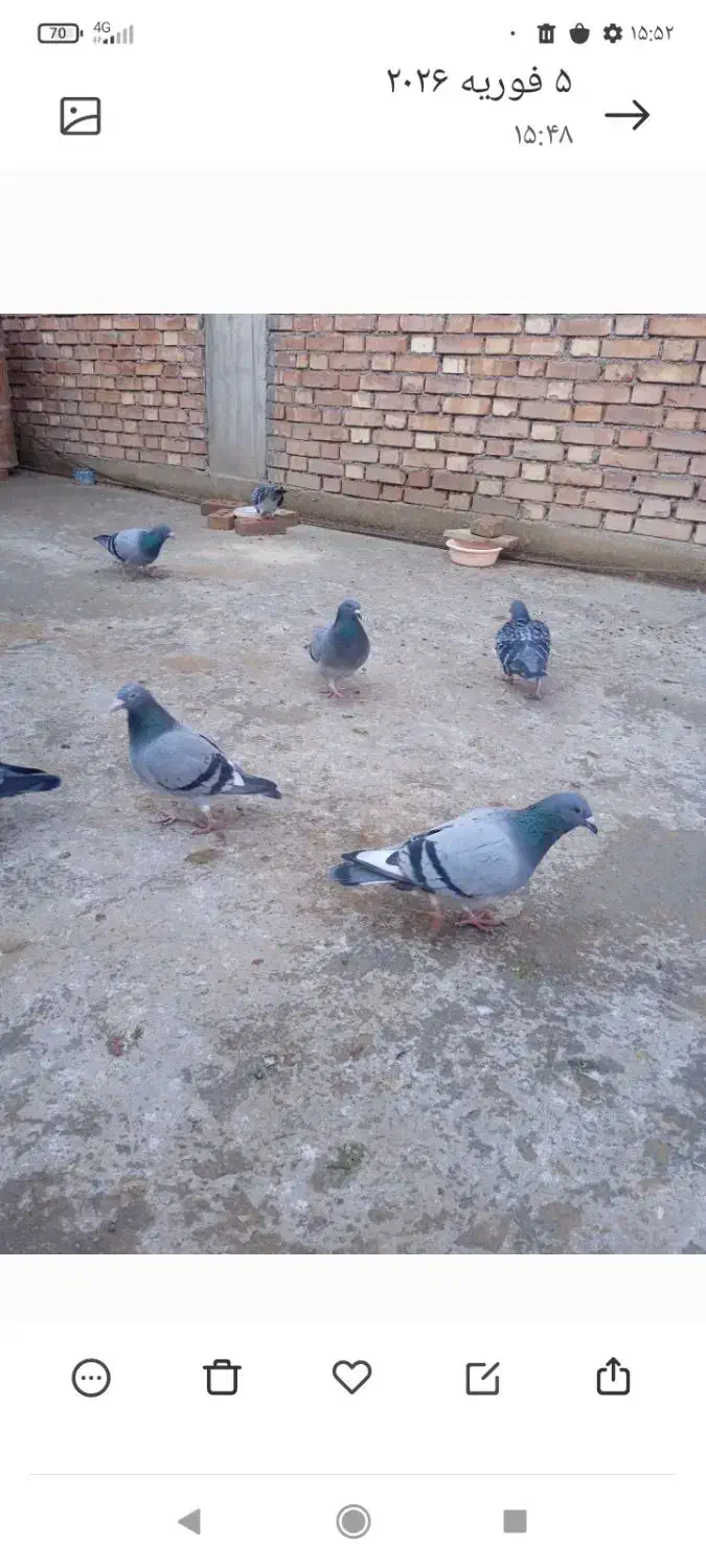 کبوتر مسافتی|پرنده|باروق, |دیوار