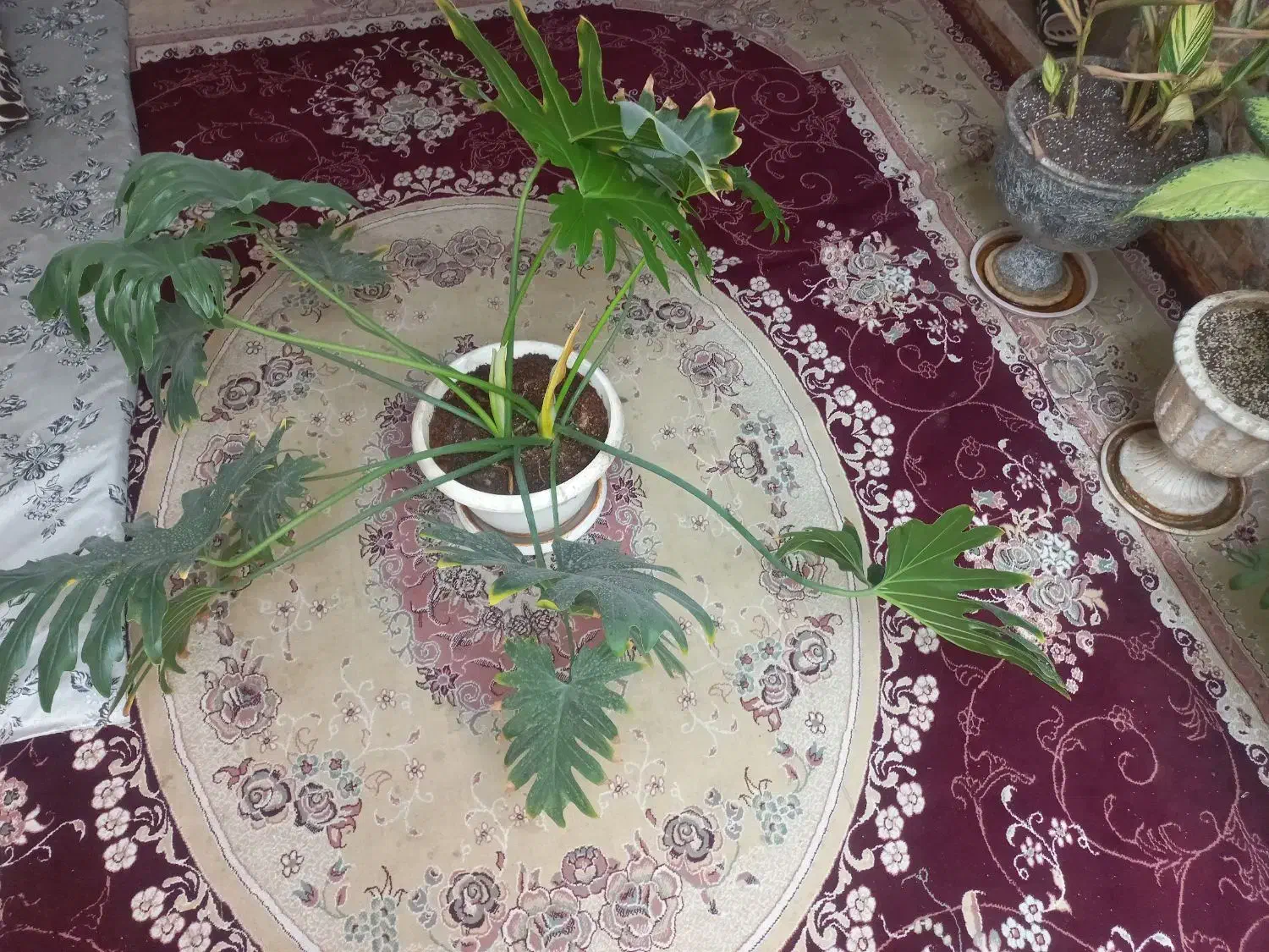 برگ انجیری فر|گل و گیاه طبیعی|آباده, |دیوار