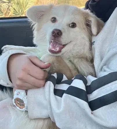 واگذاری سگ shitzo|سگ|زنجان, |دیوار