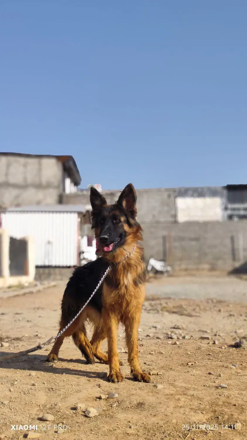 ژرمن ماده مو بلند سه ساله|سگ|چهارباغ, |دیوار