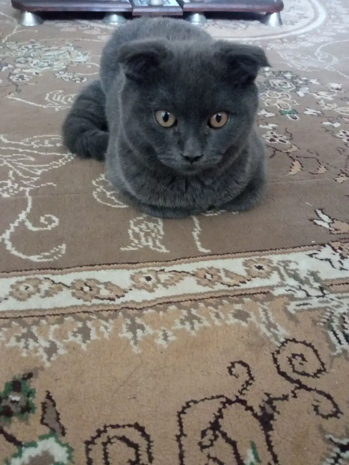 گربه اسکاتیش بریتیش ماده|گربه|ساری, |دیوار