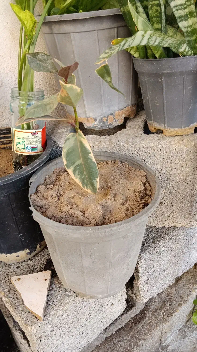 گل وفیکوس بنت قنسول|گل و گیاه طبیعی|بندر گناوه, |دیوار