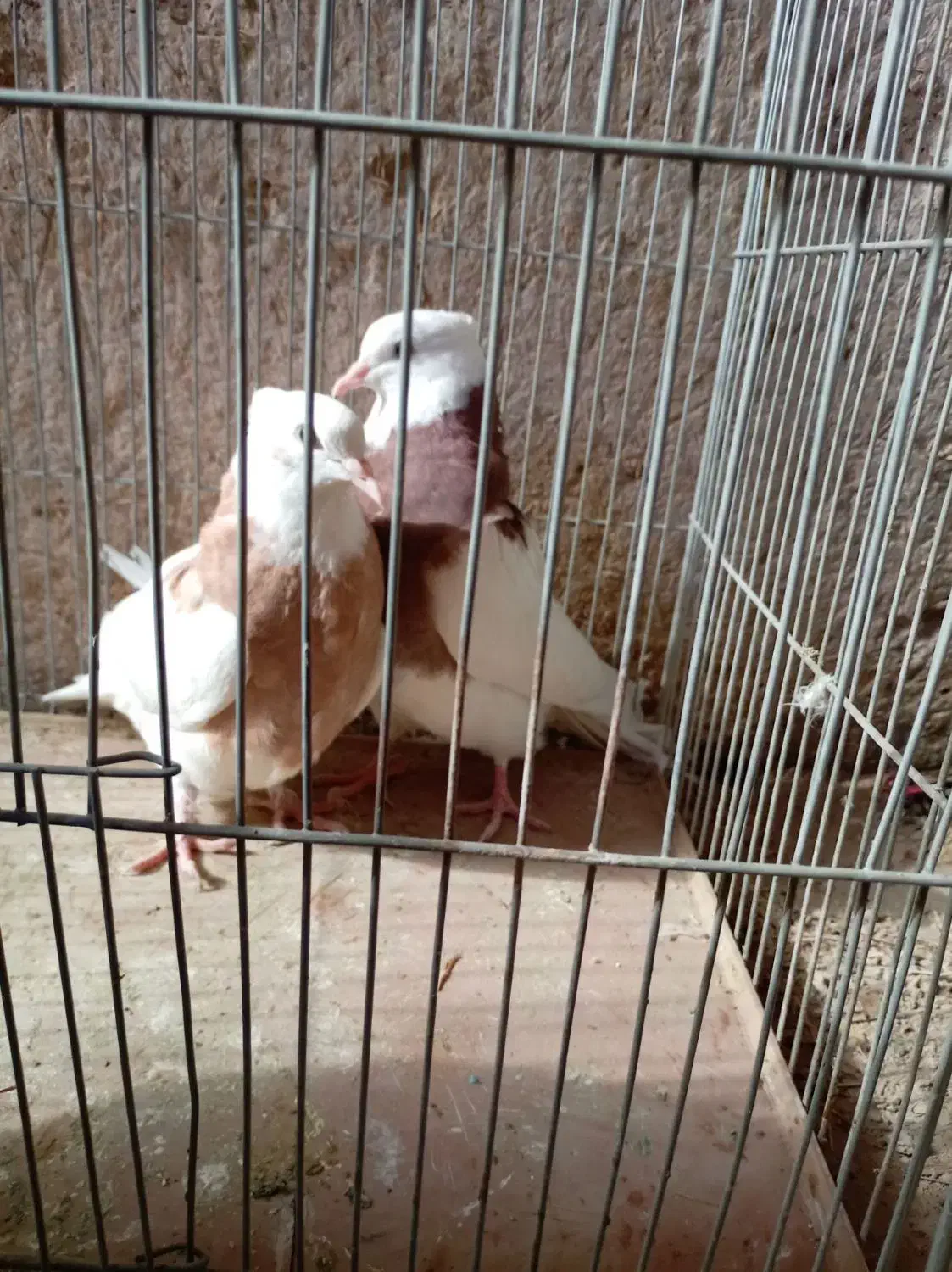 کبوتر|پرنده|نجف‌آباد, دلگشا|دیوار