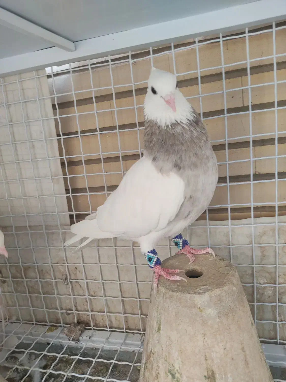 طوق کرمانشاهی|پرنده|مبارکه, |دیوار