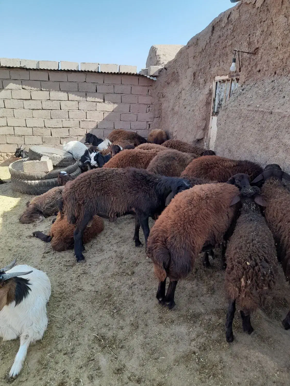 بره قوچی|حیوانات مزرعه|شامکان, |دیوار