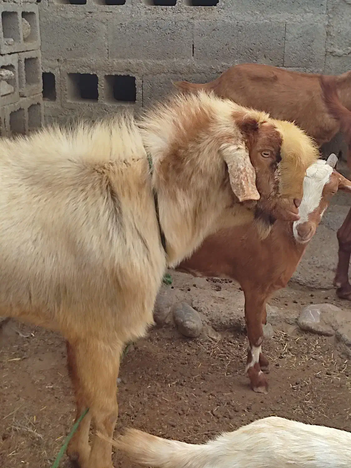فروش نری مخصوص مال ...بزرگ و هیکلی|حیوانات مزرعه|میناب, |دیوار
