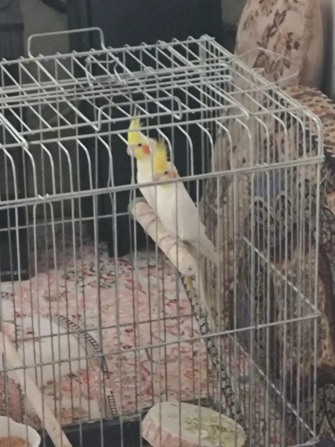 یک جفت عروس هلندی مولد|پرنده|دیواندره, |دیوار