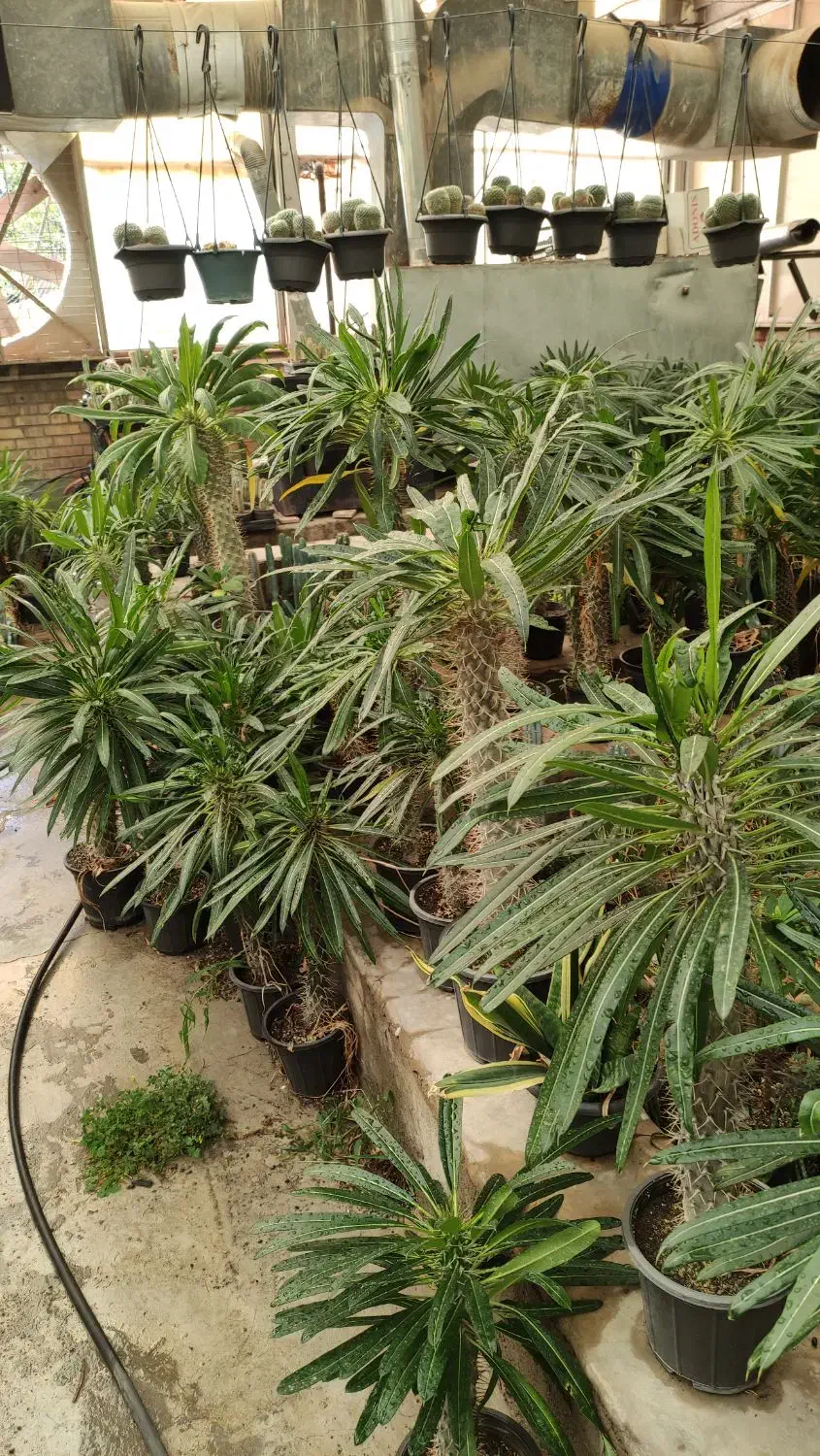 اجاره گلخانه و فروش یکجای گیاهان|اجارهٔ دفتر صنعتی، کشاورزی، تجاری|کرج, نوروزآباد|دیوار