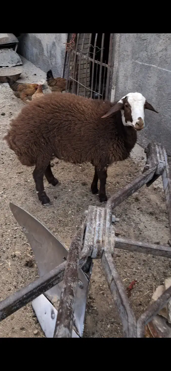 بره نر نژاد شال|حیوانات مزرعه|عسگران, |دیوار