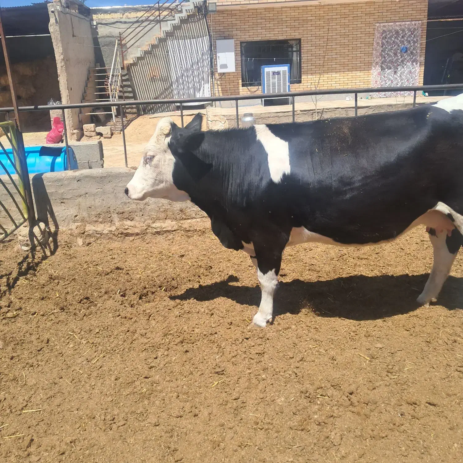 گاو|حیوانات مزرعه|فلاورجان, |دیوار