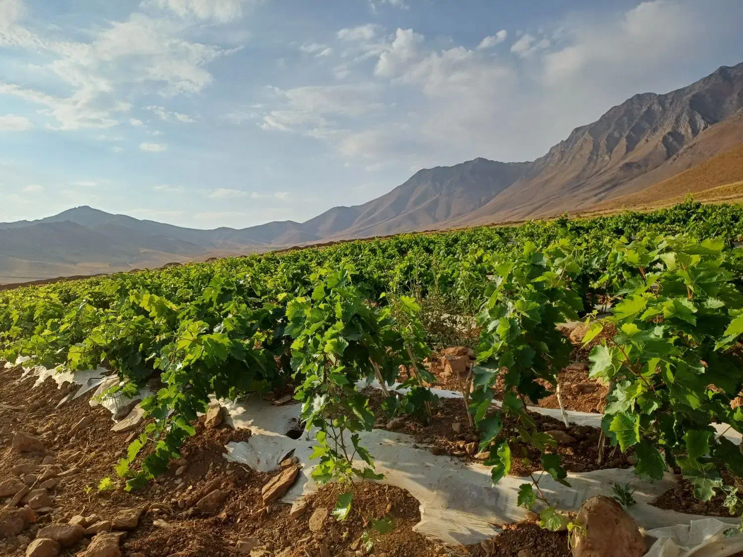 نهال انگور|خدمات باغبانی و درختکاری|ملایر, |دیوار