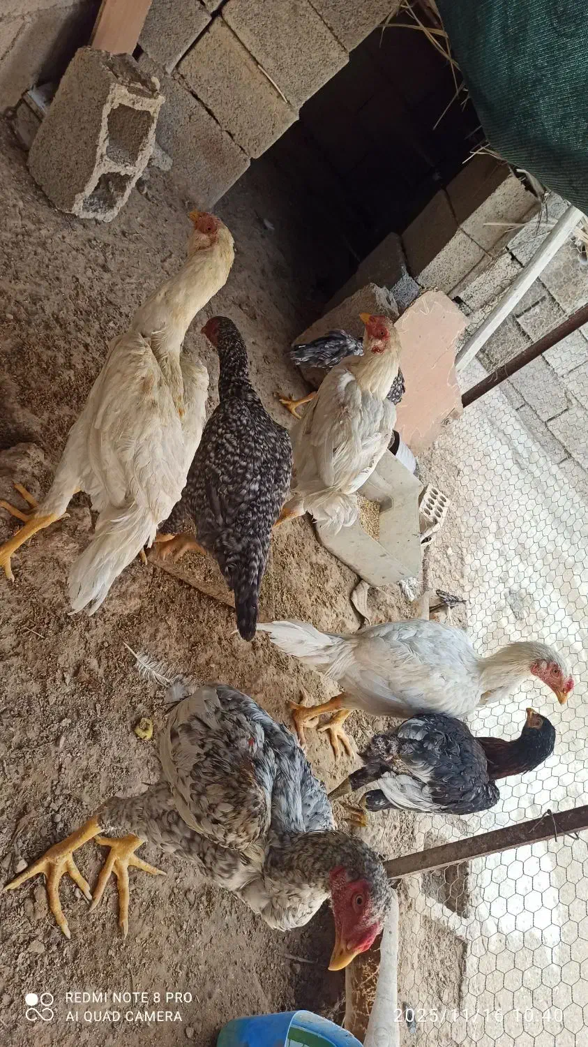 فروش خروس لاری|حیوانات مزرعه|برازجان, |دیوار