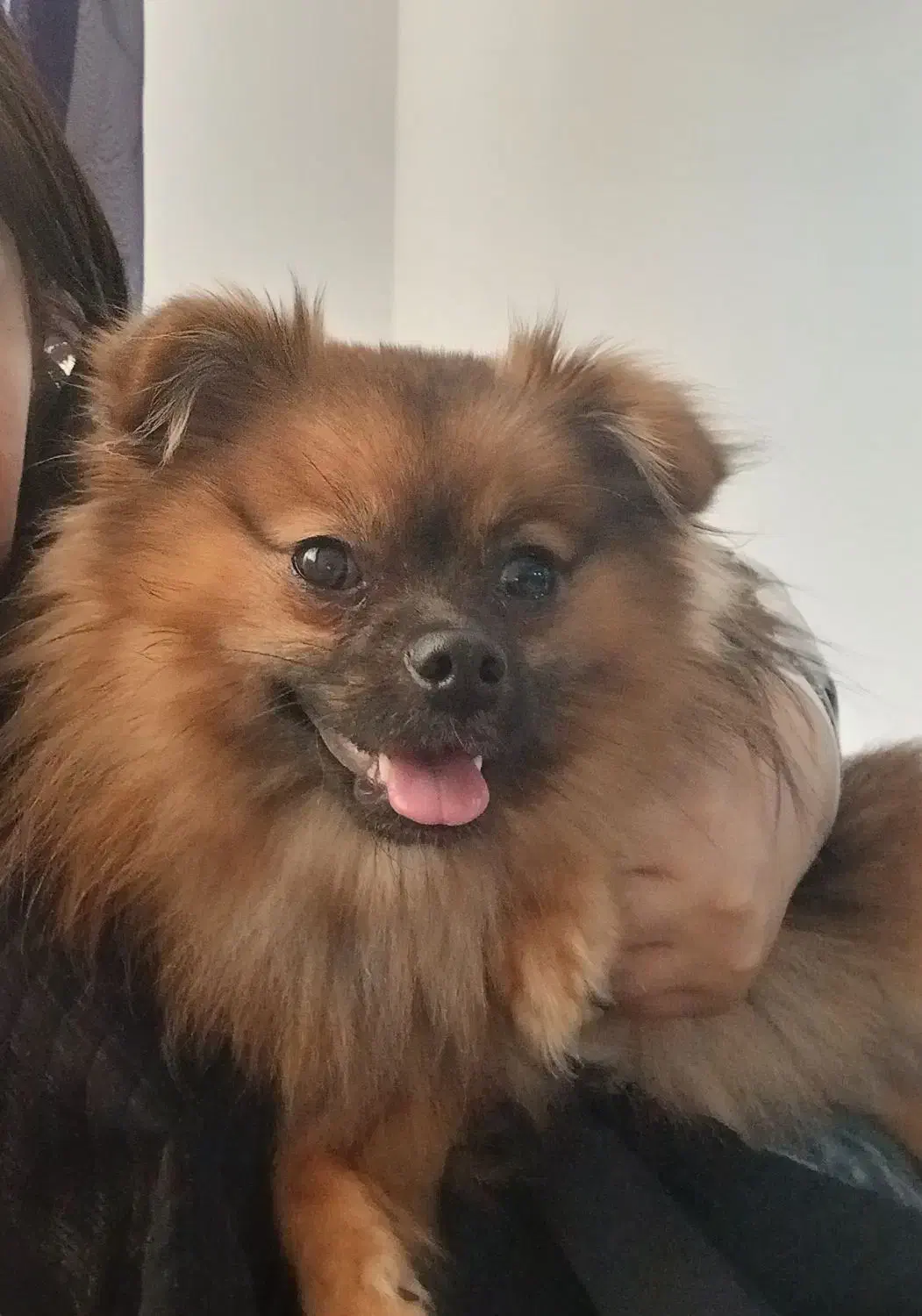 سگ نر بالغ پامر خرسی سایز ریز|سگ|بندرعباس, |دیوار