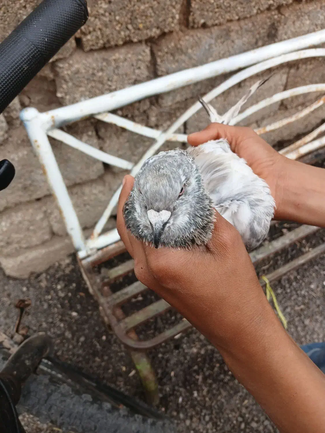 کبوتر کله سبز|حیوانات|آبادان, |دیوار