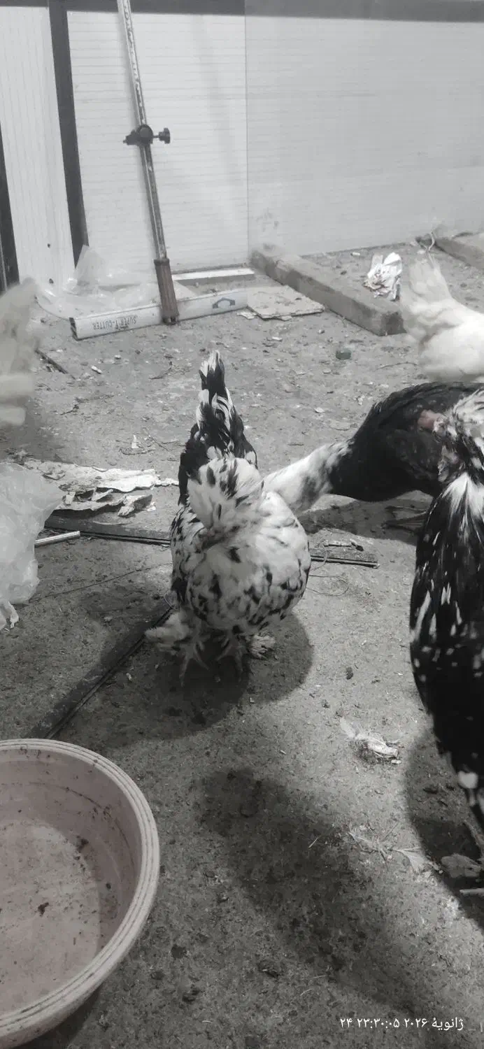 مرغ و خروس|حیوانات مزرعه|نوشین شهر, |دیوار