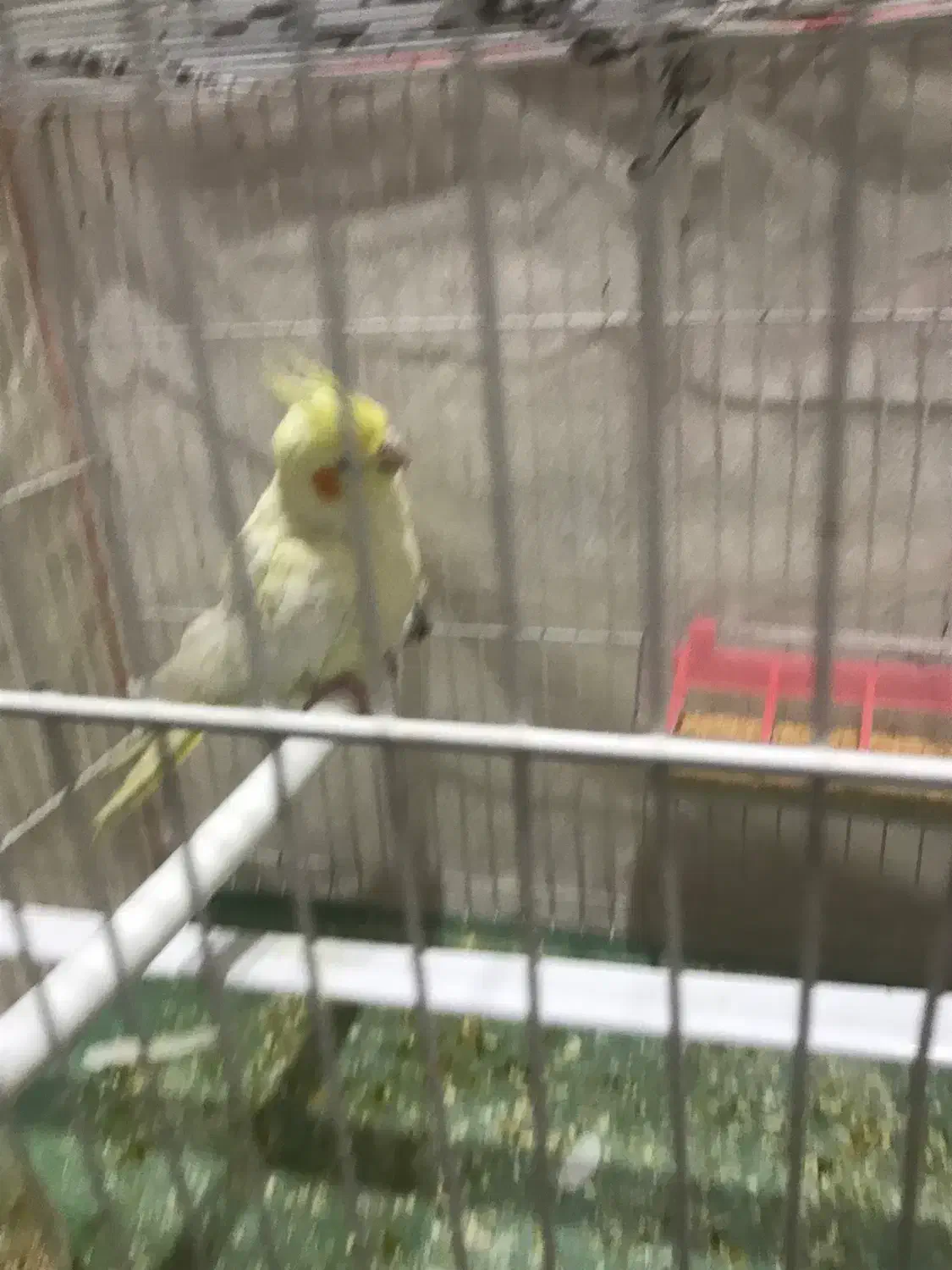 عروس هلندی|پرنده|نهبندان, |دیوار