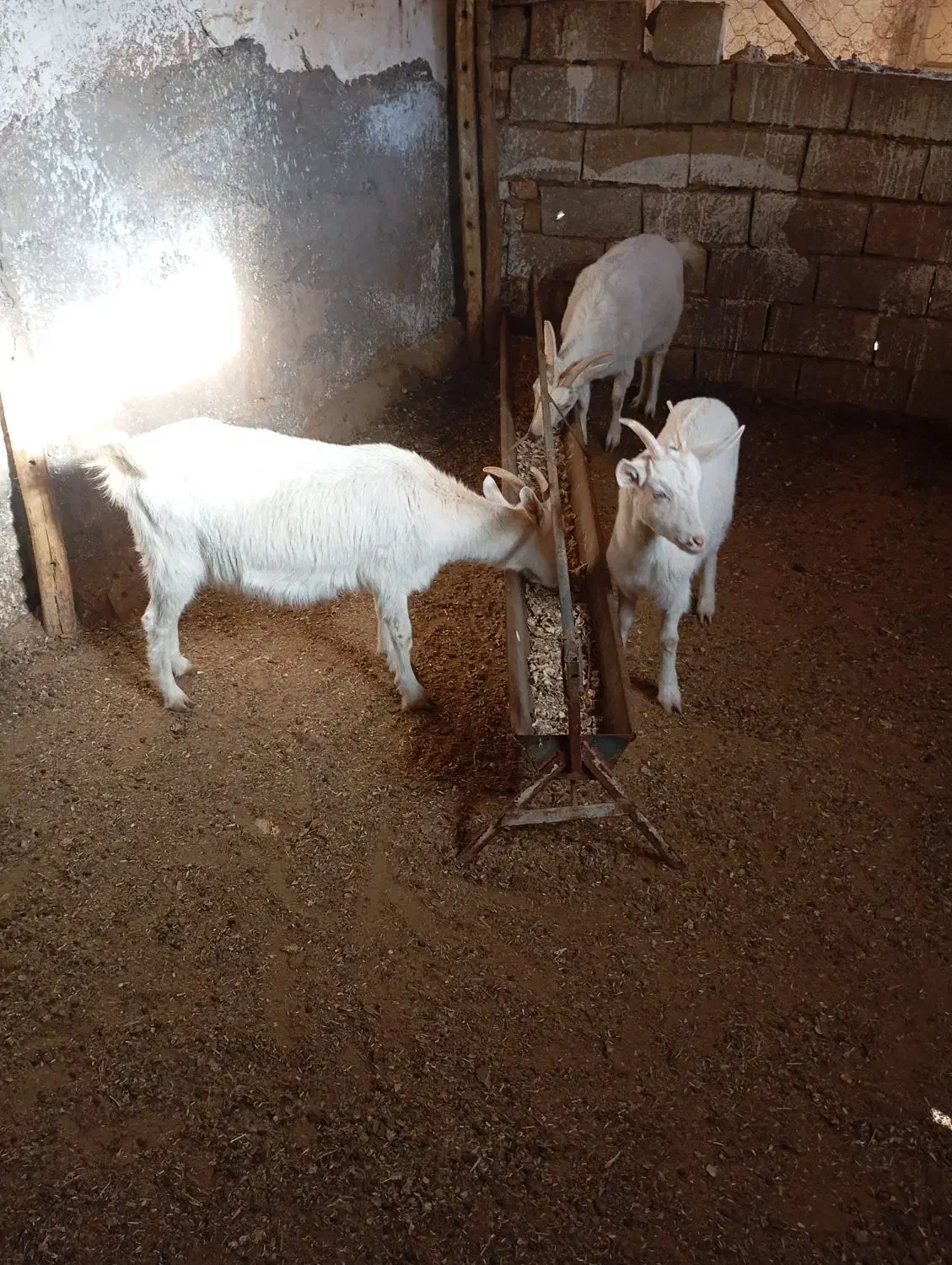 بز سانن|حیوانات مزرعه|نیشابور, خط کاشمر|دیوار