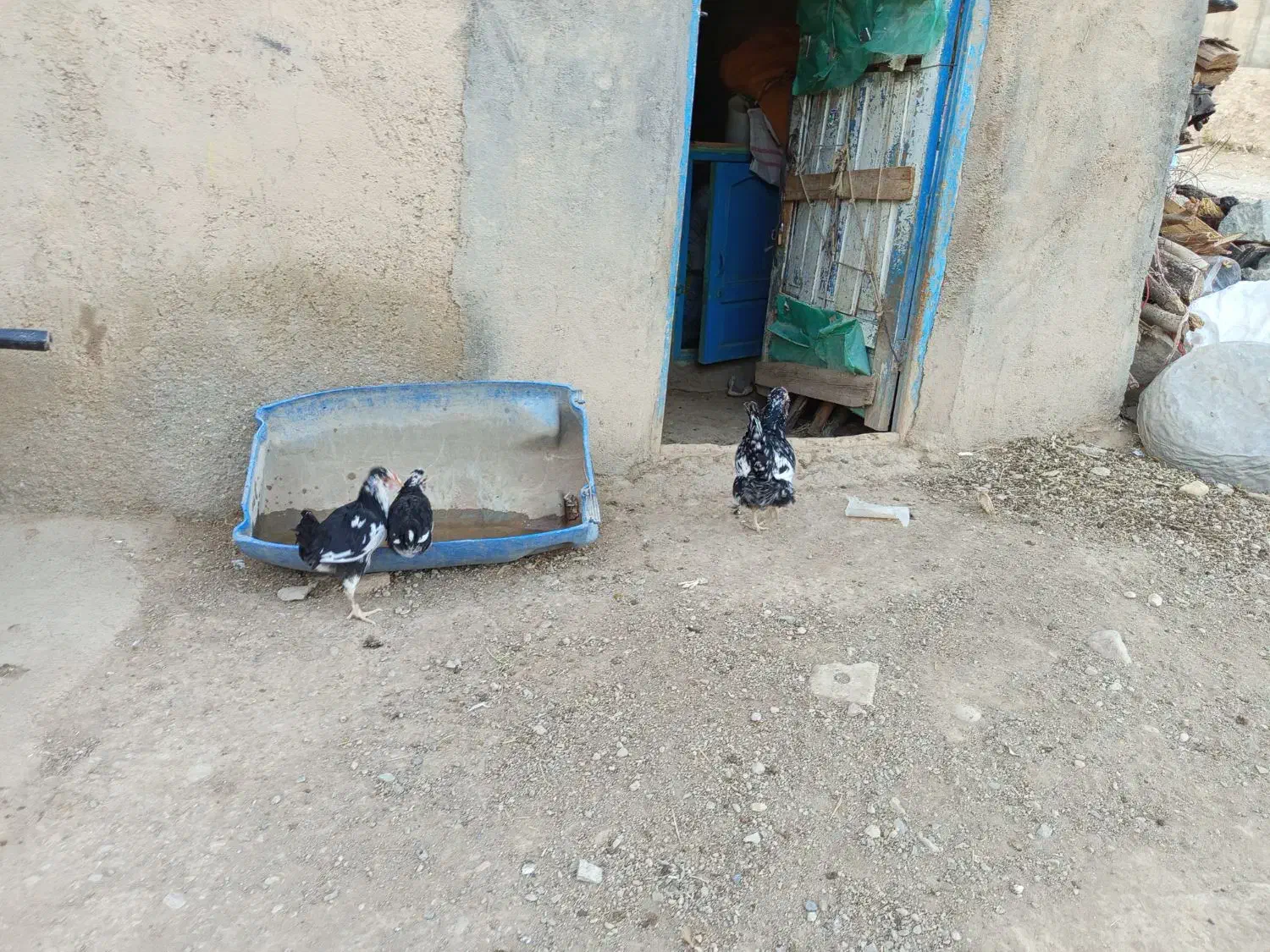 مرغ گلین شطرنجی با جوجه|حیوانات مزرعه|کرانی, |دیوار