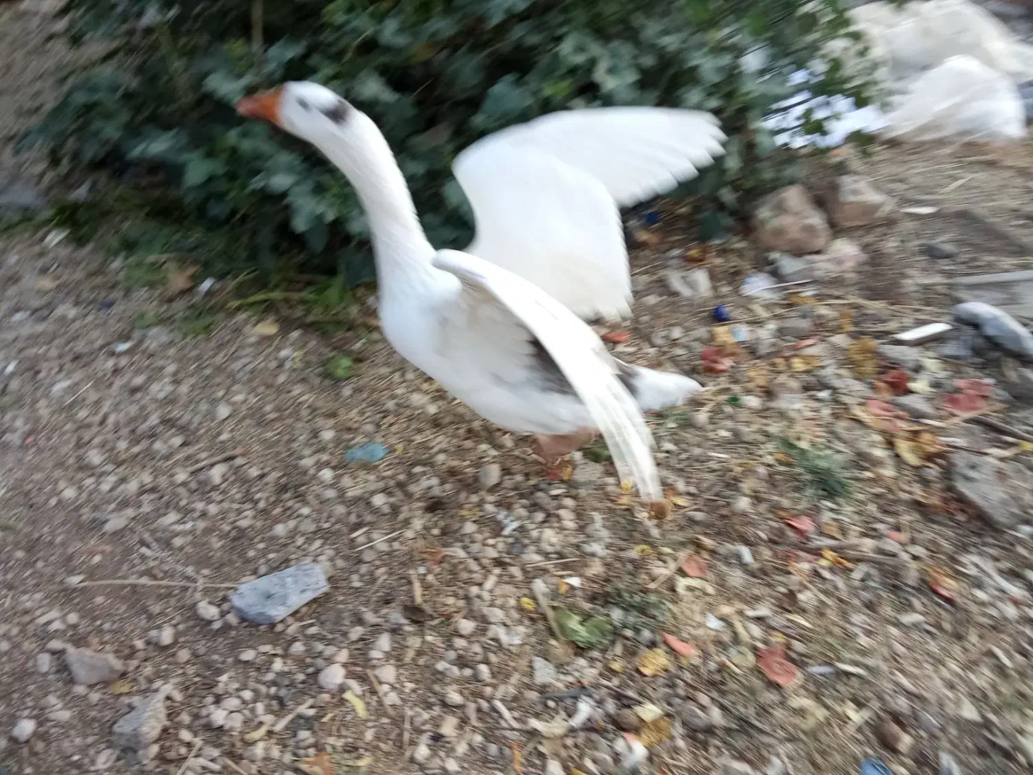 فروش پرنده ماده غاز|حیوانات مزرعه|یاسوج, |دیوار