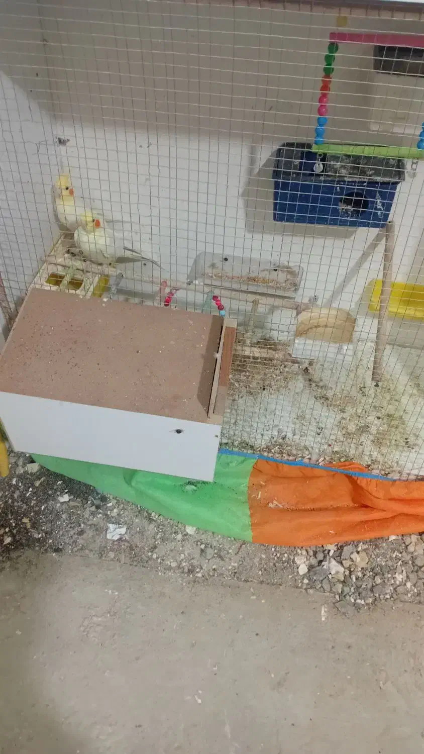 دو عدد عروس هلندی نر و ماده|پرنده|زاوه, |دیوار