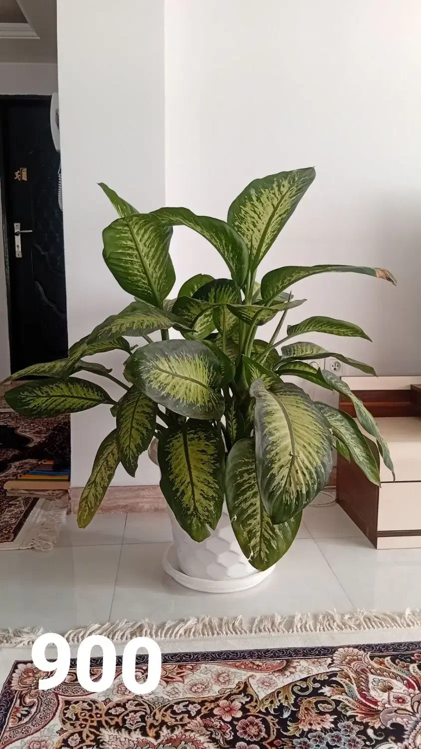 گل دیفن باخیا|گل و گیاه طبیعی|تالش, هشتپر|دیوار