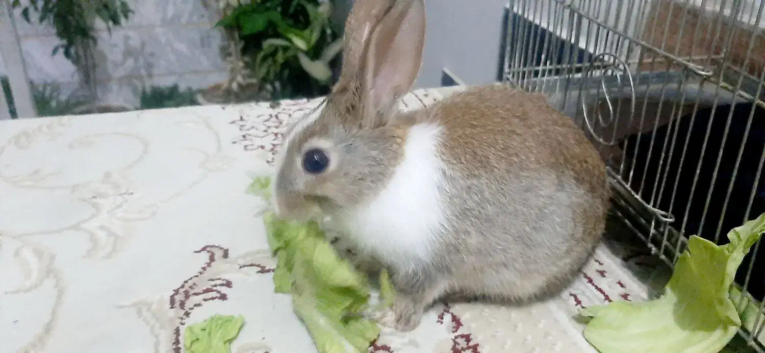 خرگوش|موش و خرگوش|کرمانشاه, |دیوار