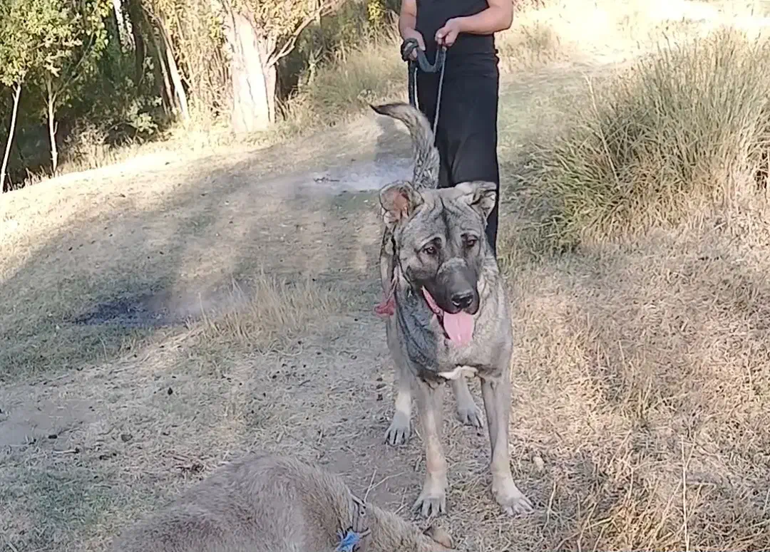 سگ گم شده|حیوانات|ملایر, |دیوار