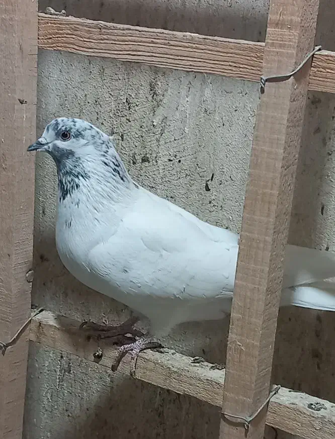 ۸ تا کفتر پرشی حسابی|پرنده|قم, حنیف نژاد|دیوار