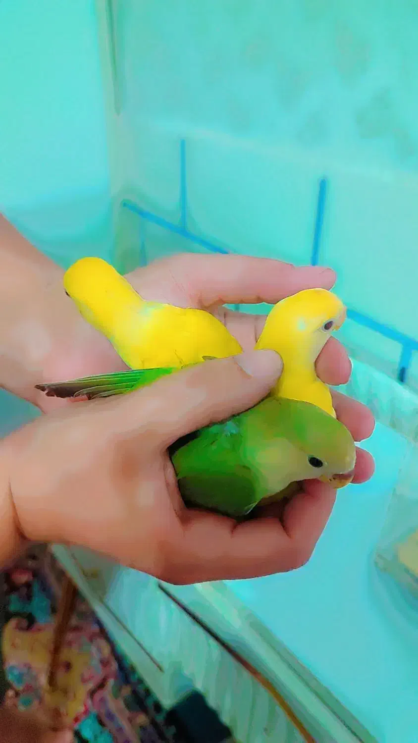 طوطی برزیلی|پرنده|دزفول, |دیوار