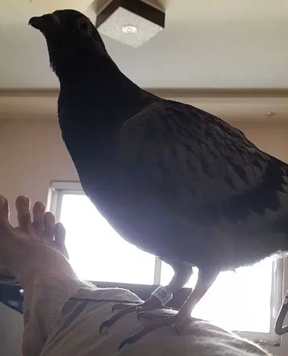 کبوتر پلاکی بلوار شورا یزدانشهر|حیوانات|نجفآباد, یزدانشهر|دیوار