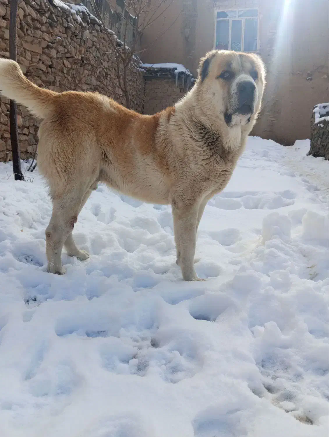 سگ گله|سگ|فاروج, |دیوار