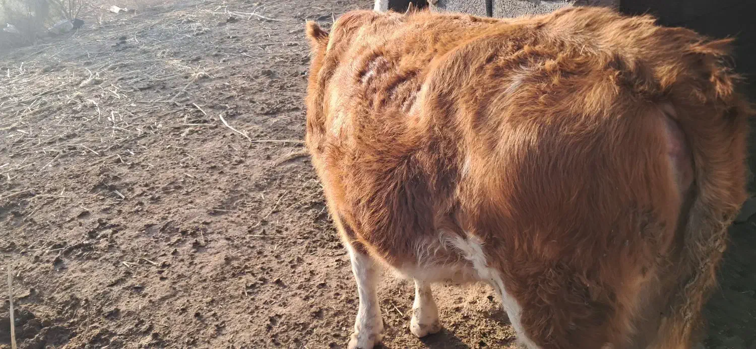 گاو و گوساله|حیوانات مزرعه|سوسنگرد, |دیوار