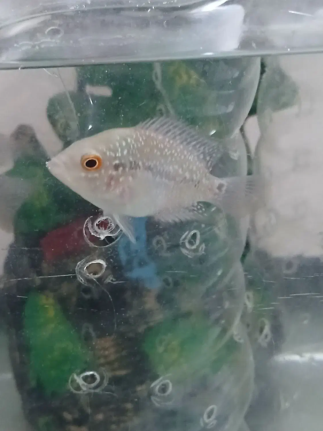 بچه فلاور|ماهی|فردیس, شهرک ارم|دیوار