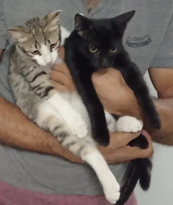 فروش گربه خونگی dsh نژاد هندی|گربه|بابل, |دیوار