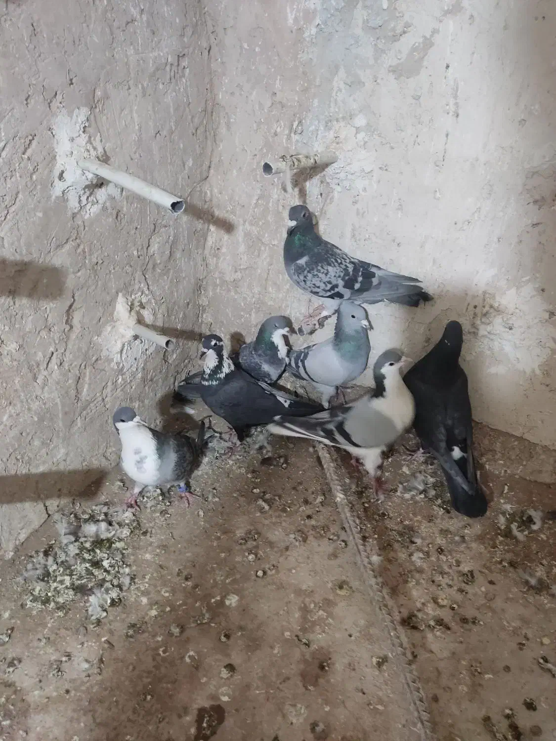 14تانرپریده|پرنده|کرمان, |دیوار