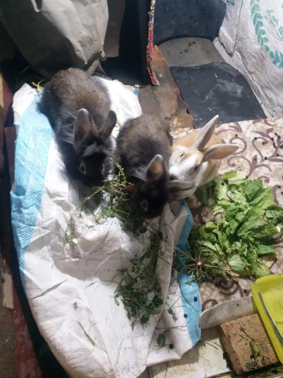 خرگوش|موش و خرگوش|اردبیل, |دیوار