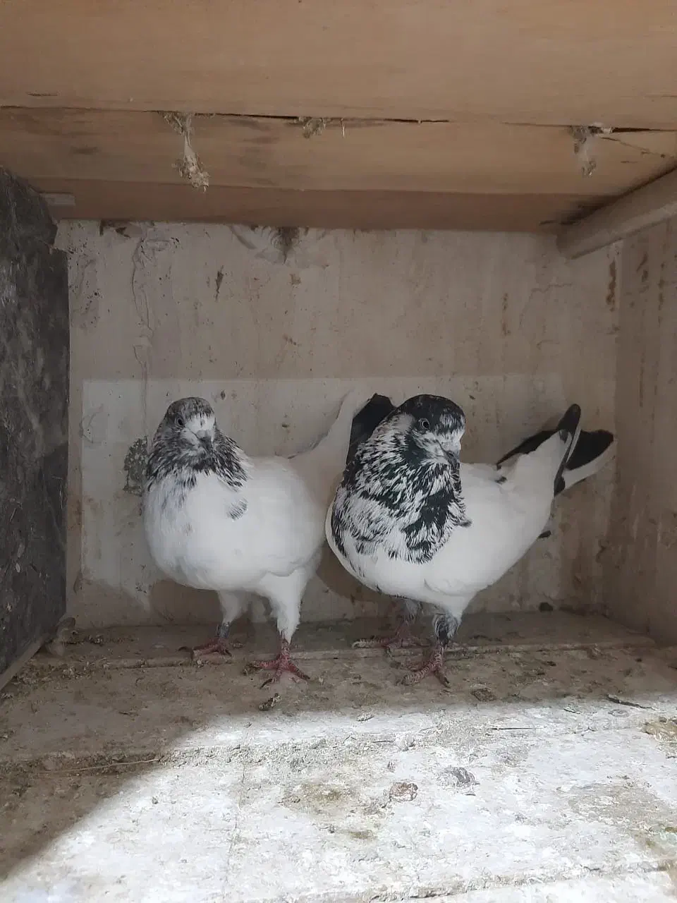 فروش کبوتر های جفت درجه یک با پریدن ۵ تا ۶ساعت نیم|پرنده|سیستان, |دیوار