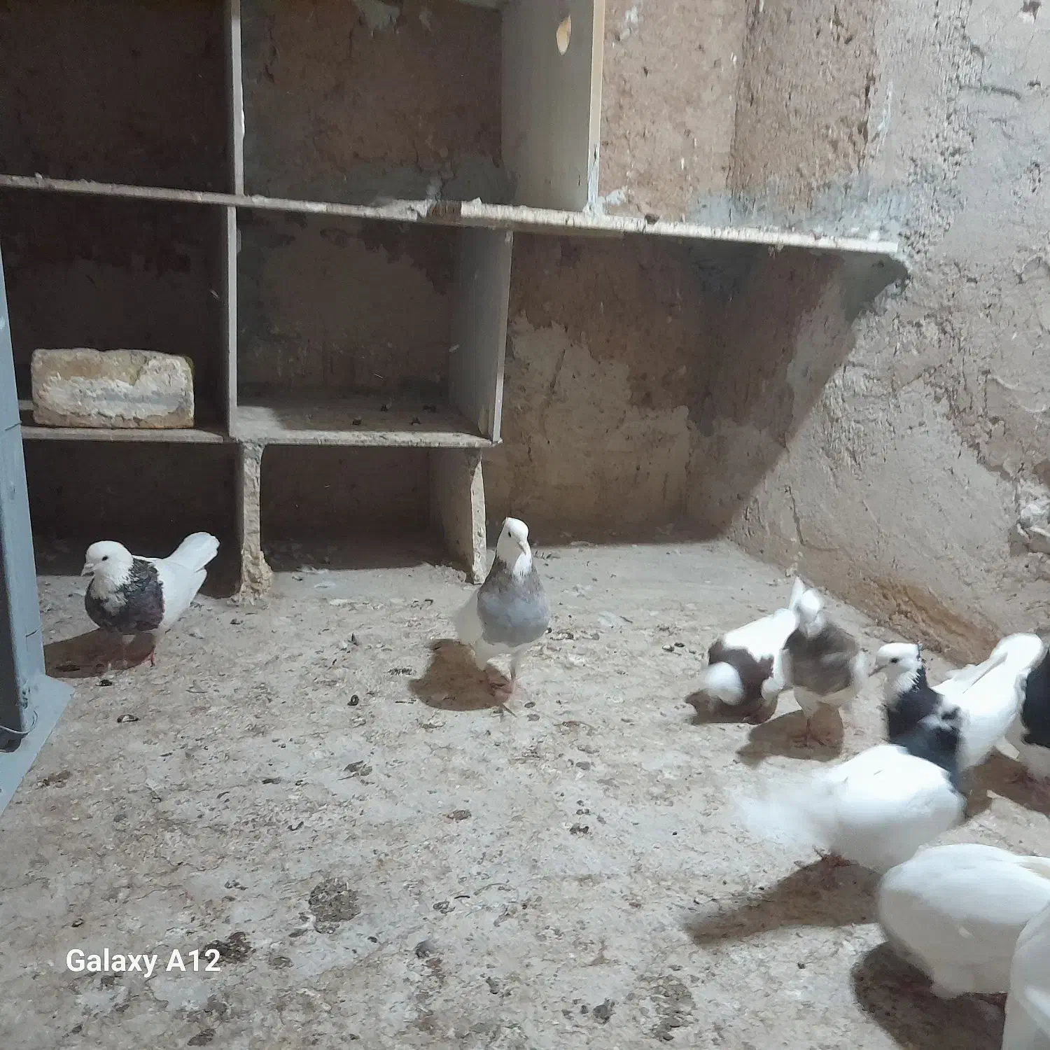 کبوتر طوقی|پرنده|اقبالیه, |دیوار