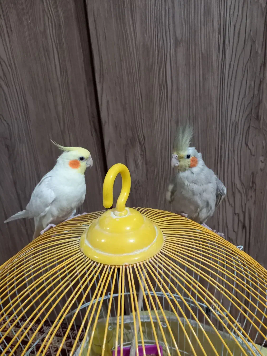 عروس هلندی|پرنده|شفت, |دیوار