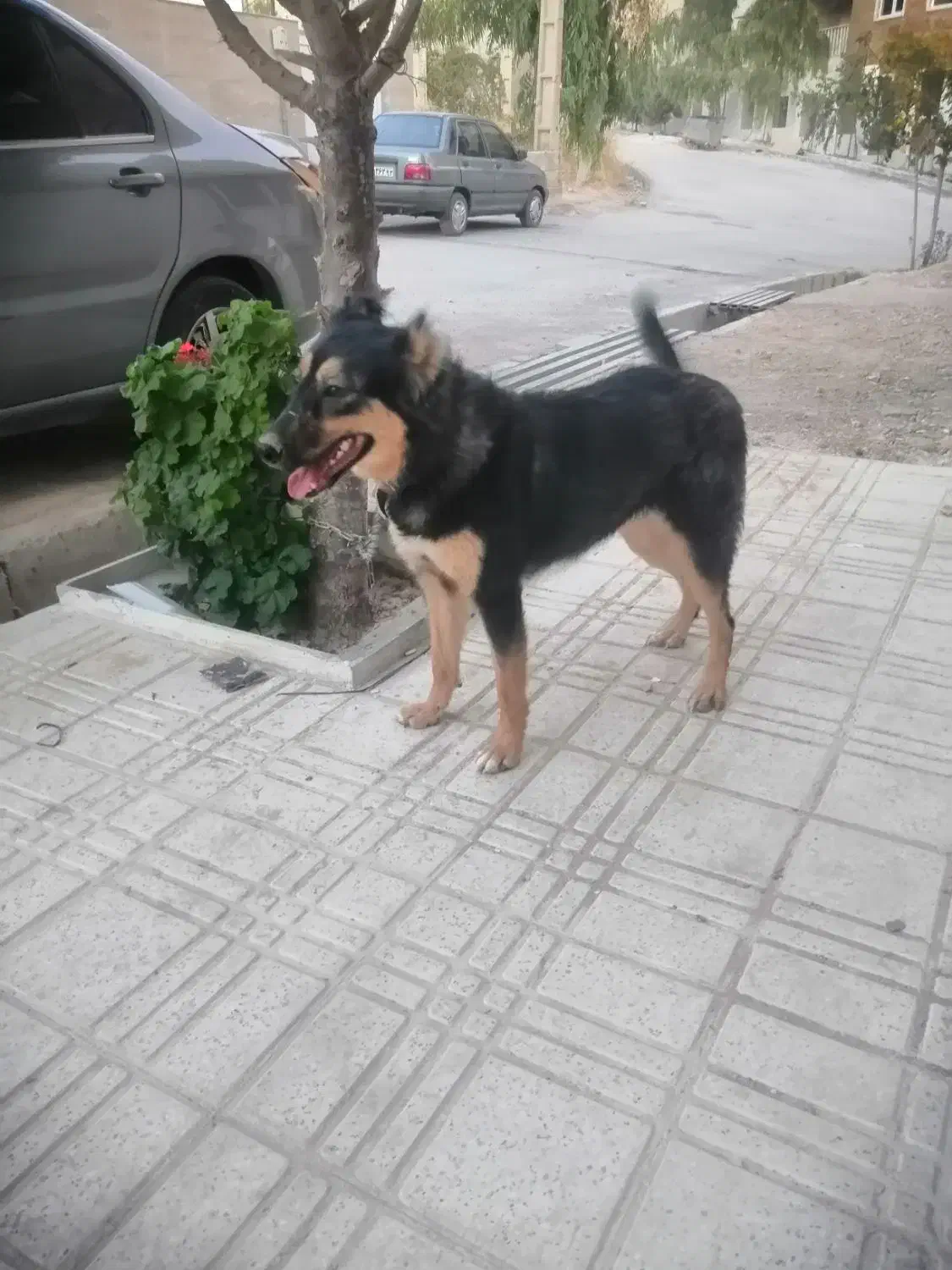 ژرمن ماده 7 ماهه|سگ|صدرا-فارس, فاز ۱|دیوار