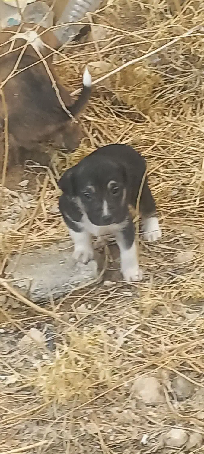 سگ ژرمن|سگ|شیراز, حسن آباد|دیوار