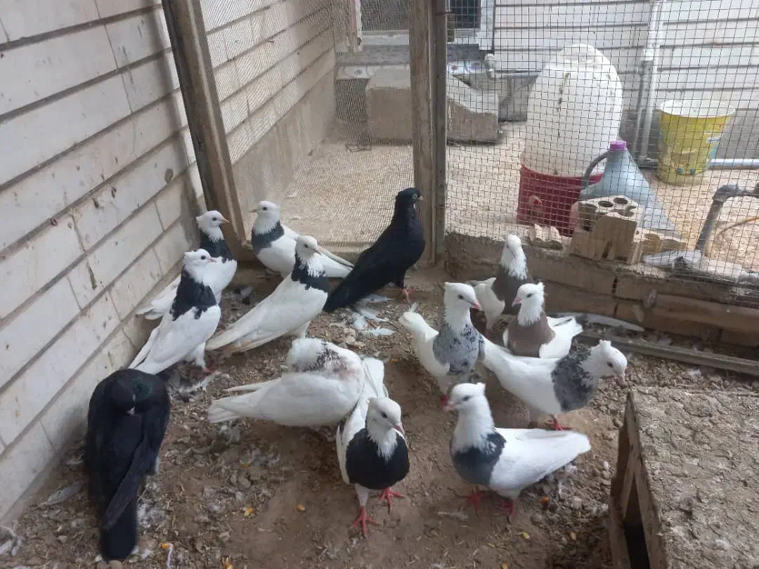 طوقی،،|پرنده|خرمشهر, |دیوار