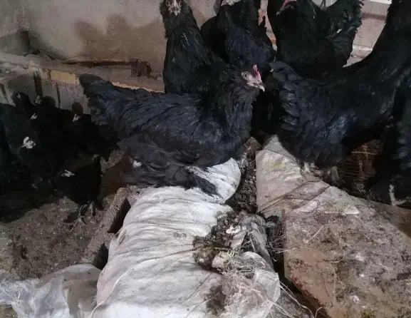 جوجه مرغ و خروس مرندی سیاه اصل(اصالت صددرصد)|حیوانات مزرعه|شیراز, احمدی جنوبی|دیوار