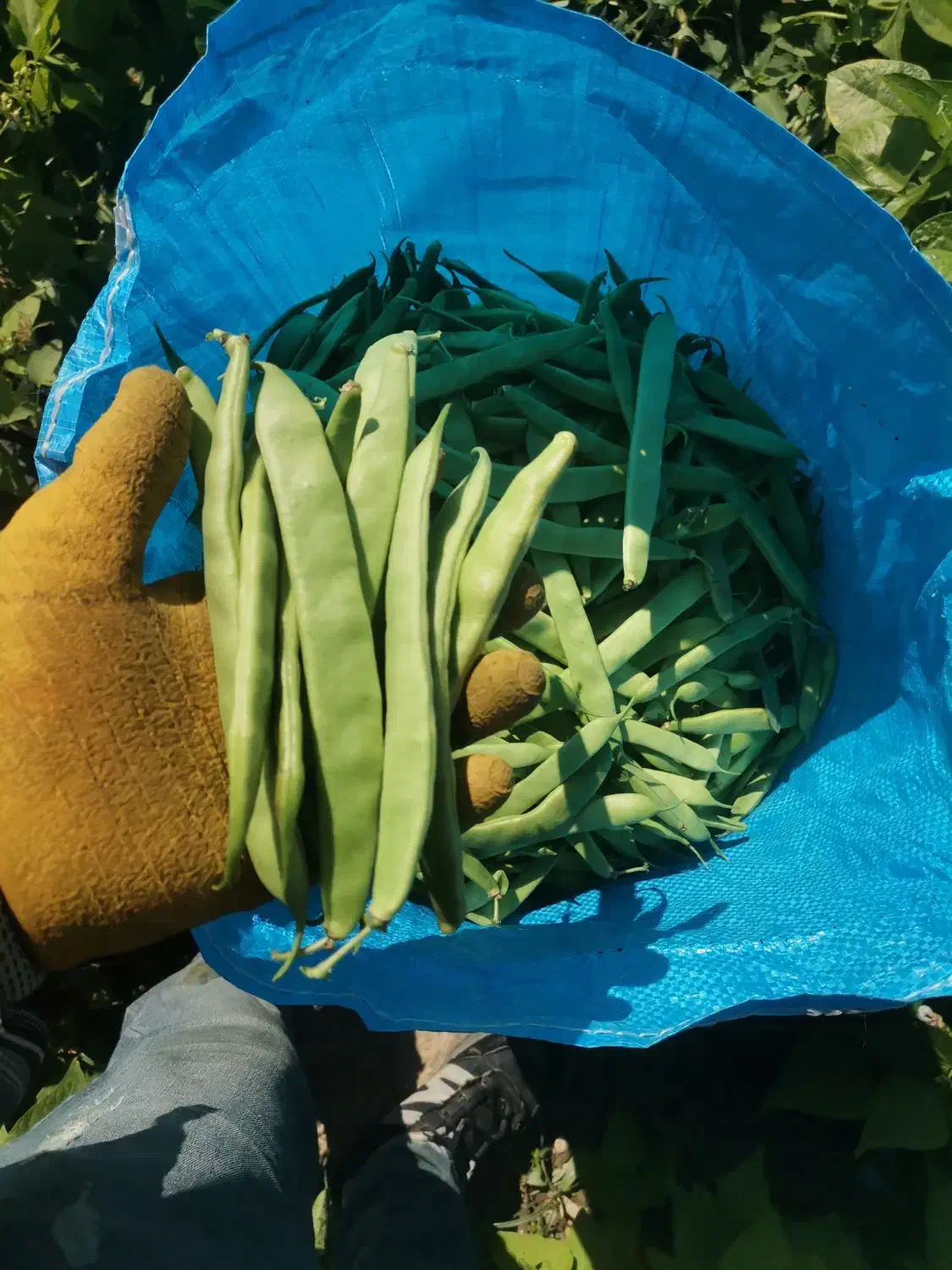 لوبیا چیتی وسبز|خوردنی و آشامیدنی|منجوان, |دیوار