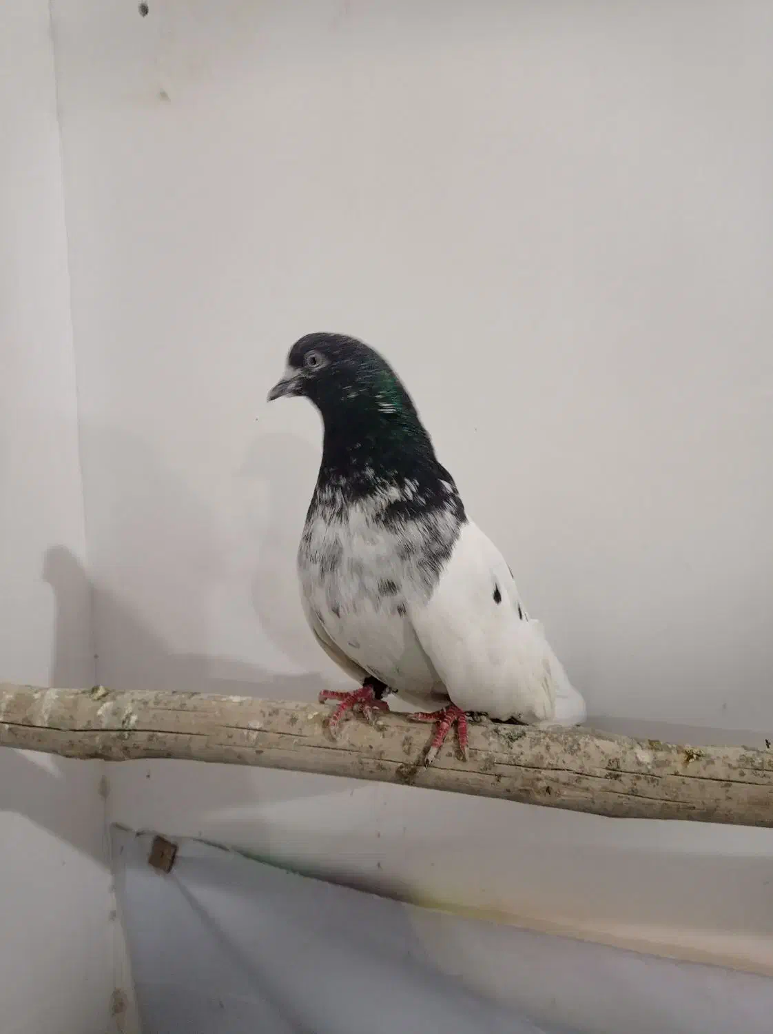 کبوتر|پرنده|درگزین, |دیوار