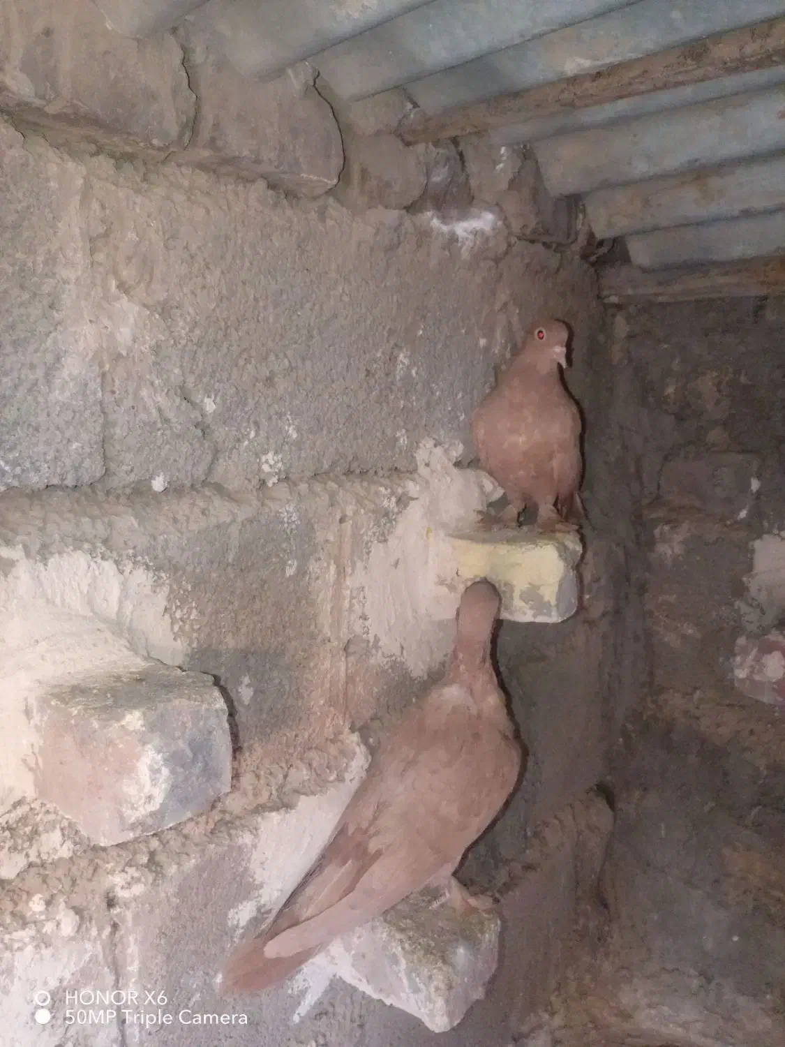 کفتر|پرنده|کرمان, |دیوار