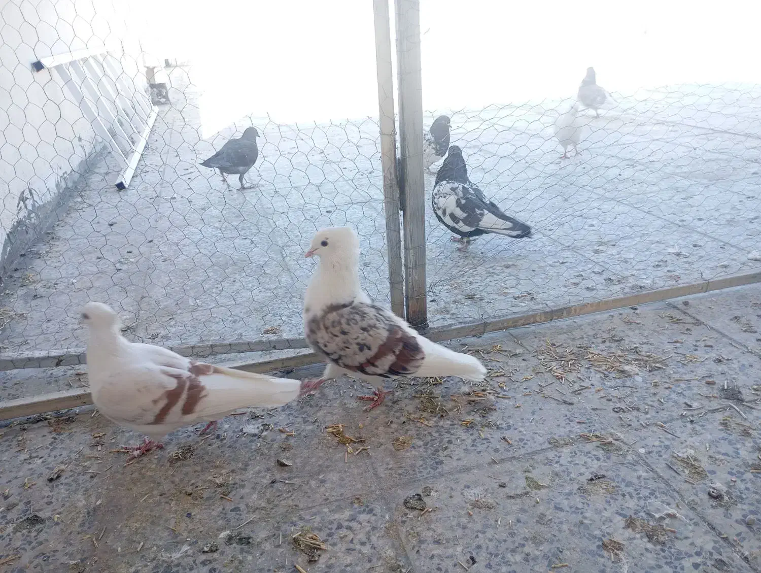 کبوتر پلنگ نباتی|پرنده|دورود, |دیوار